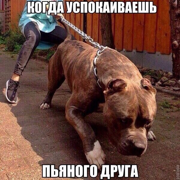Смешные картинки с надписями прикол, юмор