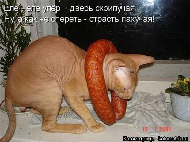Лучшие котоматрицы недели (50 фото)