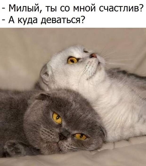Смешные картинки с надписями прикол, юмор