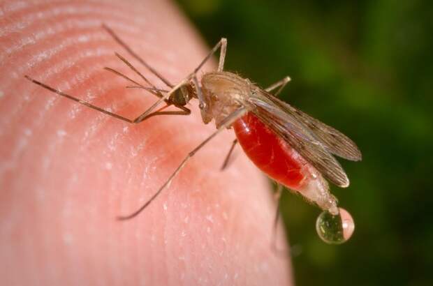 13.  Самки комаров живут вдвое дольше животные, интересно знать, факты