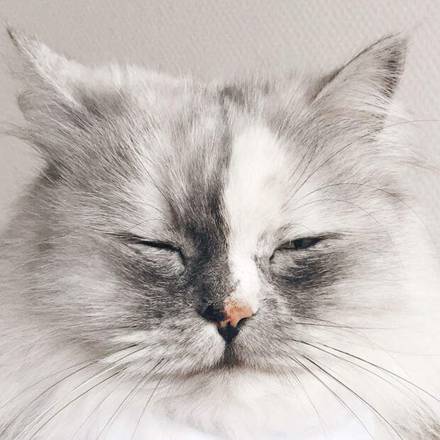 adopted-cat-fur-persian-halloalice-9