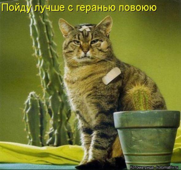 Котоматрицы (картинки с надписями)