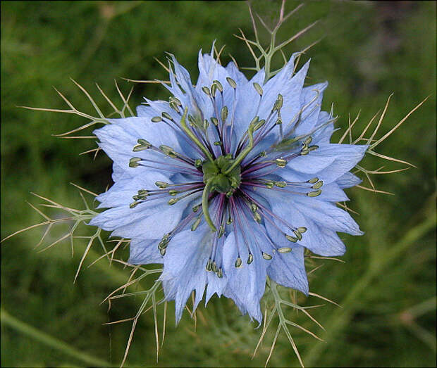 4216969_nigellaflowers_1_ (650x549, 232Kb)