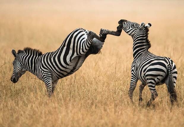Фото зебра Удар дерется траве Животные