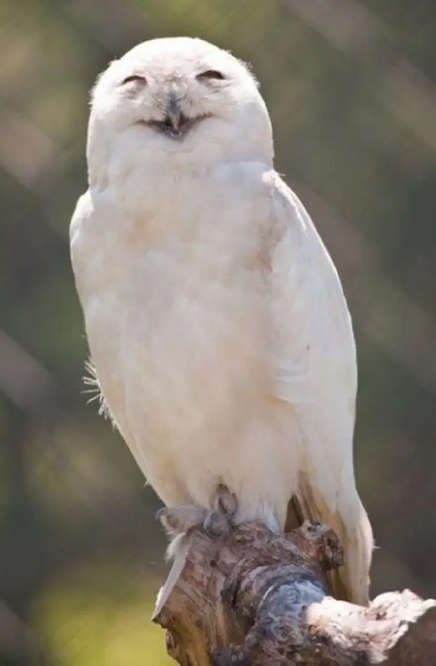 Совы, которые умеют смеяться