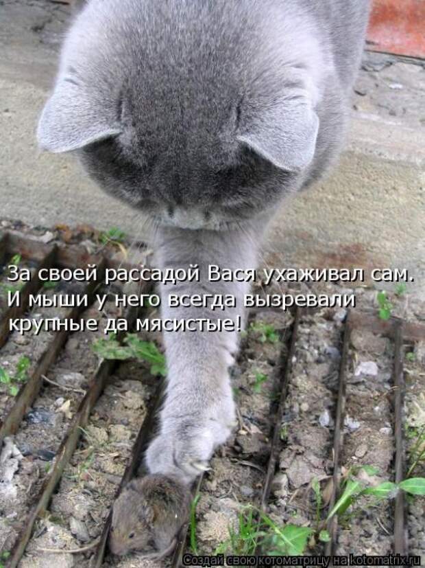 Лучшие котоматрицы недели (50 фото)