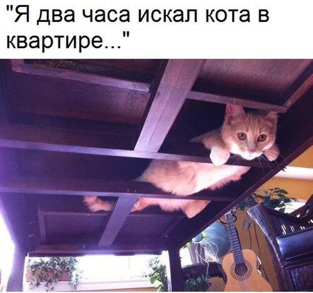 изображение: Я два часа искал кота в квартире... #Котоматрицы