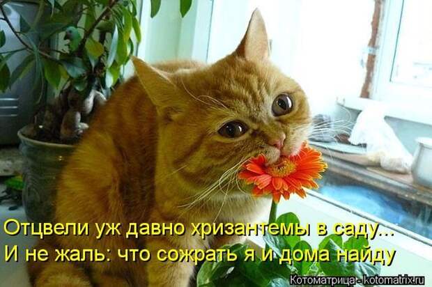 Лучшие котоматрицы недели Лучшие котоматрицы недели