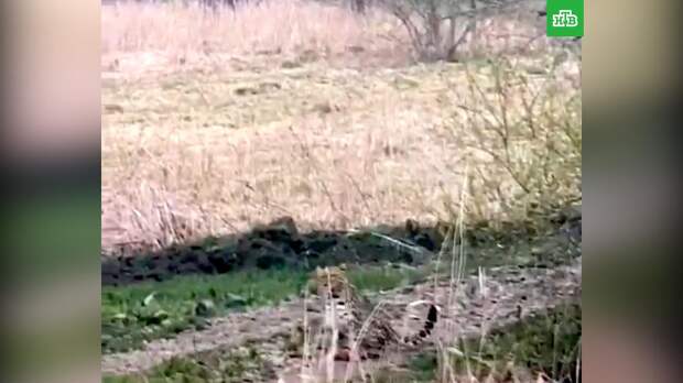Жители Приморья сняли на видео зашедшего в гости дальневосточного леопарда