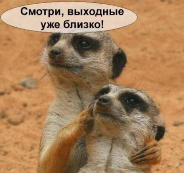 Немного весёлых пятничных анекдотов (8 шт)