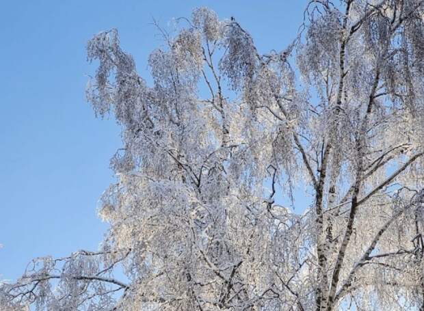 В Тульскую область придут морозы в выходные дни