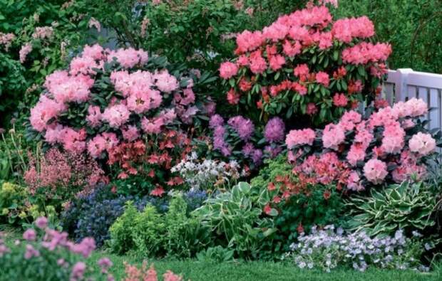 В ландшафтном дизайне соседями рододендронов нередко оказываются цветы. Для того, чтобы комбинации смотрелись гармонично, садовники рекомендуют миксовать полевые и садовые цветы. / Фото: 