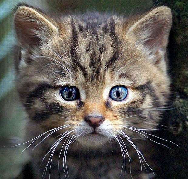Природа рисует: самые удивительные кошачьи окрасы животные, забавно, коты, кошки, неожиданно, окрас, окрас кошек, фото
