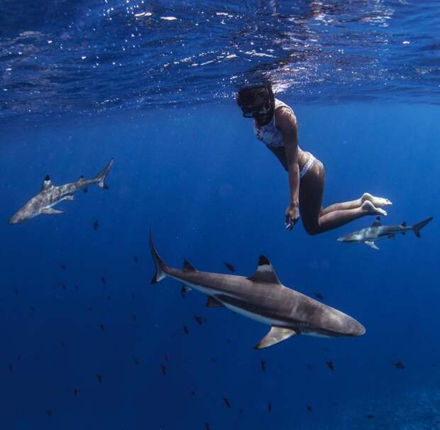 Прекрасная островитянка купается обнаженной в компании акул и скатов акулы, видео, гавайи, модель, море, острова, скат, фото