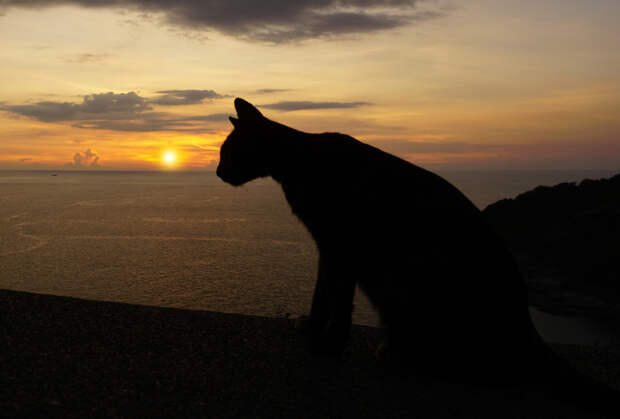 Кот преодолел 250 километров и вернулся в родную страну спустя пять месяцев после пропажи
