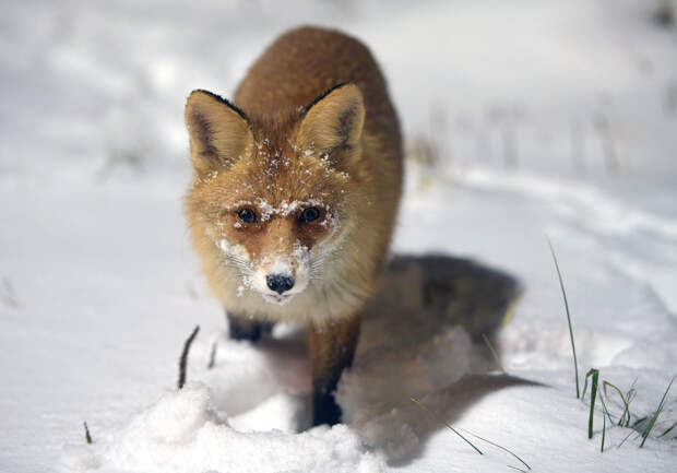 Россиянам запретили кормить диких животных