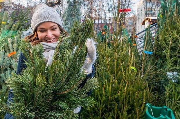 В районе Матушкино в декабре откроются два елочных базара