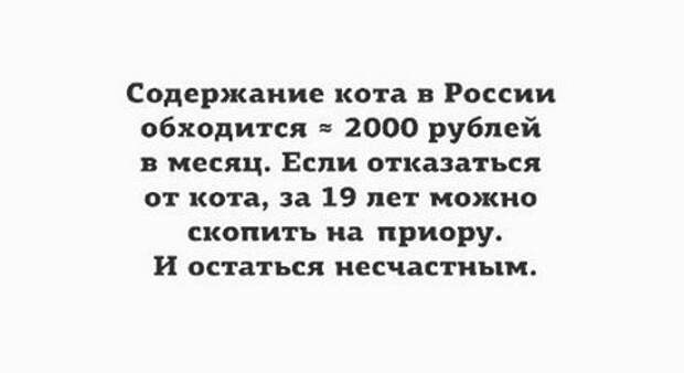 Отказаться от кота? Да вы обалдели? интересное, коты, смешное