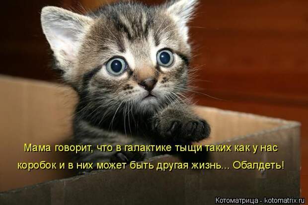 Лучшие котоматрицы недели (50 фото)