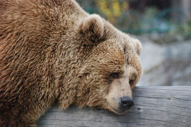 Найдены подозреваемые в убийстве медведя в Якутии