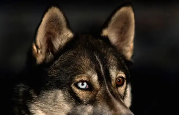 Plemeno husky (34 fotografií)