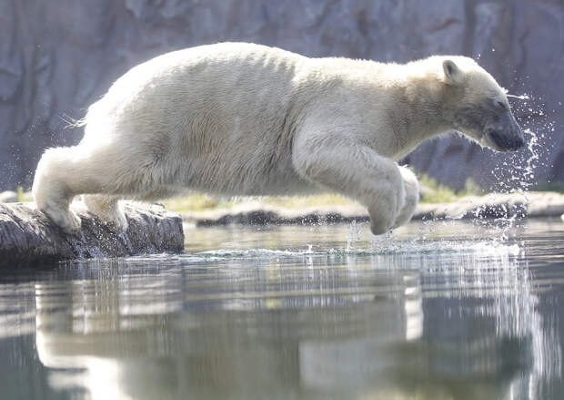 Прыжок белого медведя в бассейн в зоопарке в Гельзенкирхене, Германия
