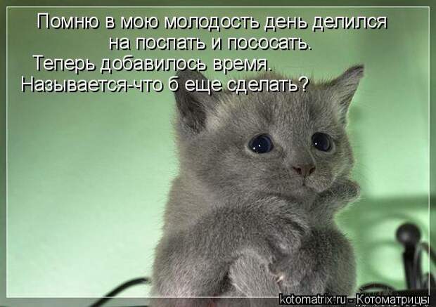 Котоматрица: Помню в мою молодость день делился   на поспать и пососать. Теперь добавилось время. Называется-что б еще сделать?