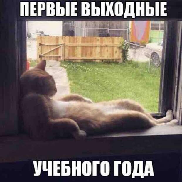 Новые прикольные фотомемы