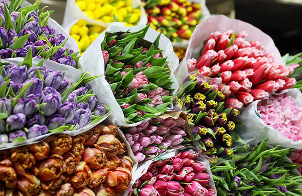Минсельхоз предложил ограничить импорт цветов из недружественных стран