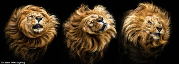 Лев, встряхивающий свою великолепную гриву  животные, фотография