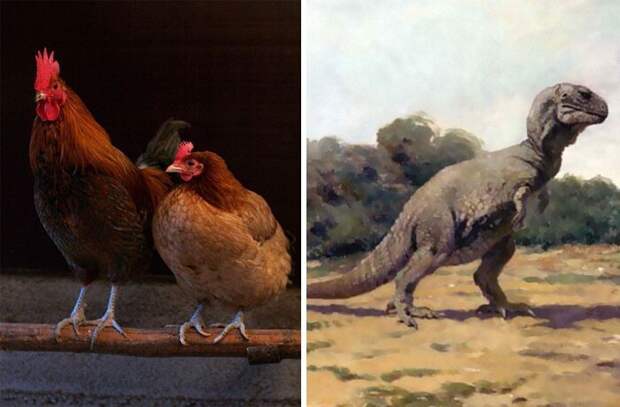 Эволюция кур от динозавров