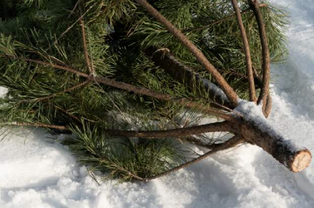 В Тамбове стартует акция по сбору новогодних елей