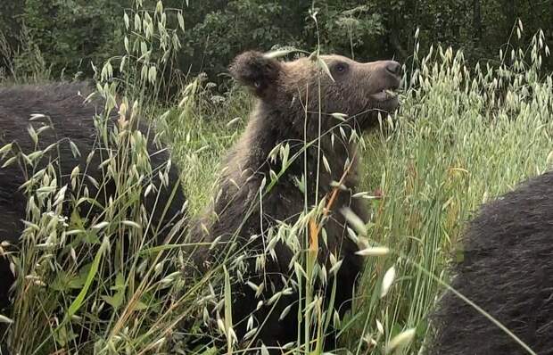 Ученые выложили видео, как медведи лакомятся овсом в Тверской области