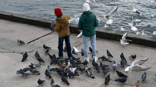 Юрист предупредил о штрафах за кормление голубей