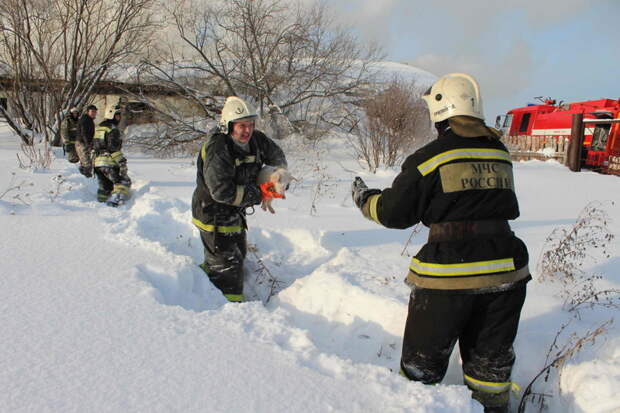 Томские пожарные спасли 150 поросят из горящего свинарника  пожар, свиноферма, спасение