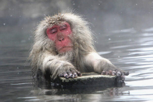 Я мечтал о горячей ванне весь день! животные, морозы, смешно, фото