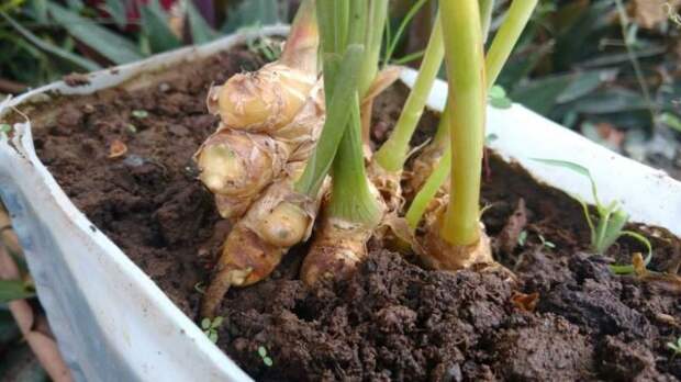 Корень имбиря очень легко выращивать, и как только вы начнете, вы сможете поддерживать запас имбиря в достаточном объеме. © pro-dachu  📷 