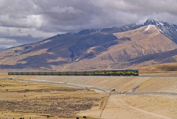 Участки Цинхай-Тибетской дороги, проложенные на насыпи по поверхности земли, огорожены на всем их протяжении, а для перехода мигрирующих животных регулярно проложены специальные тоннели и сооружены мосты. 