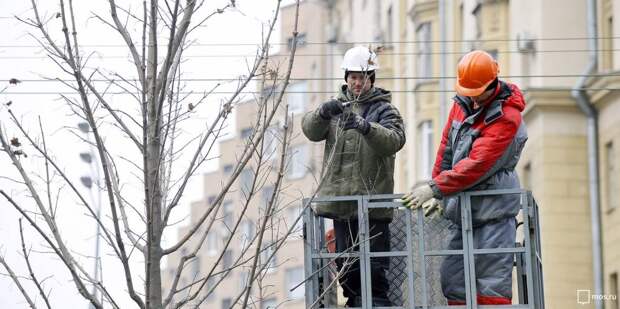 обрезка деревьев 2 1003.jpg