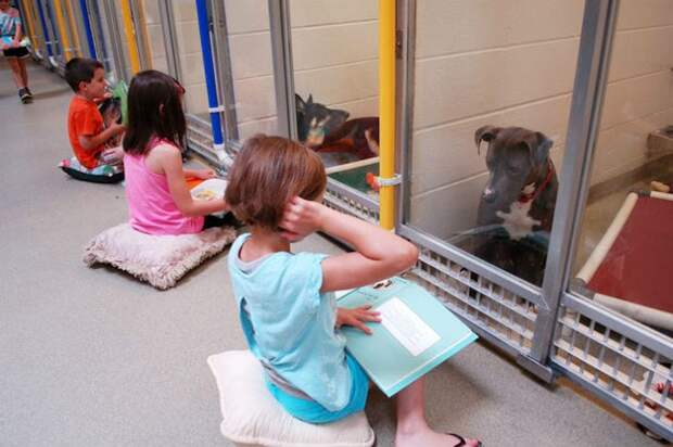 Дети читают вслух в приюте для животных, чтобы помочь запуганным и застенчивым собакам адаптироваться...