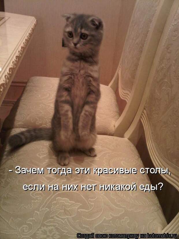 Котоматрица: - Зачем тогда эти красивые столы, если на них нет никакой еды?