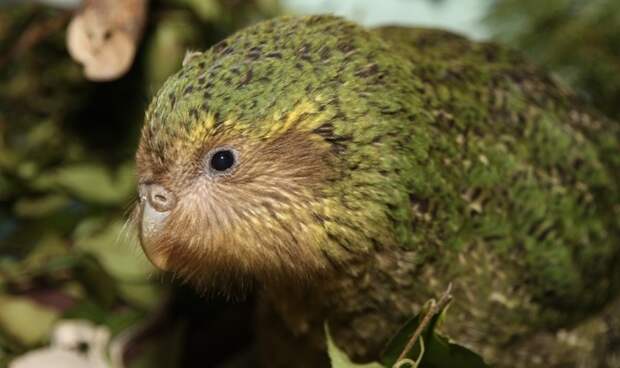 Редкий вымирающий вид птиц только что получил шанс на выживание Вымирающий вид, животные, попугай какапо