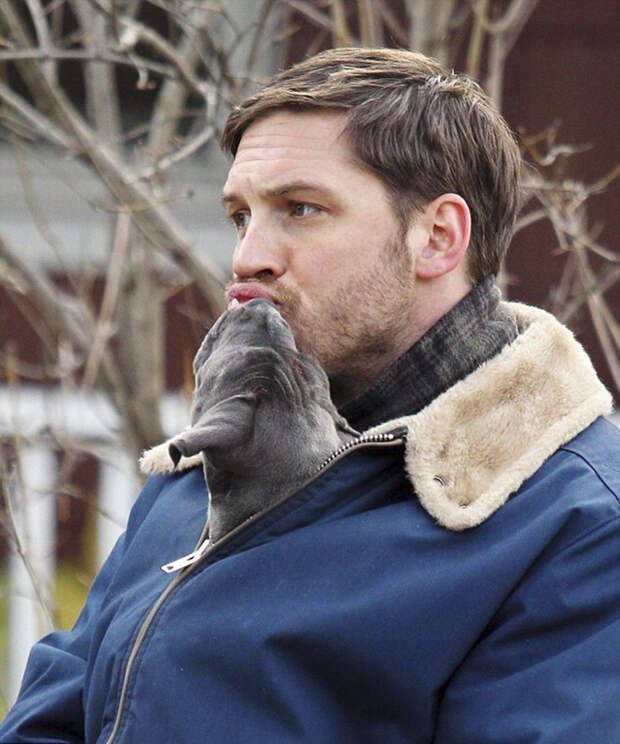 https://sobakibalabaki.com/wp-content/uploads/2017/09/love-for-dogs-tom-hardy-8-59bf7279b94c6__700.jpg