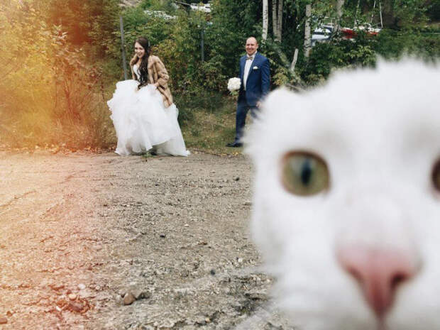 Котики - настоящие мастера фотобомбинга