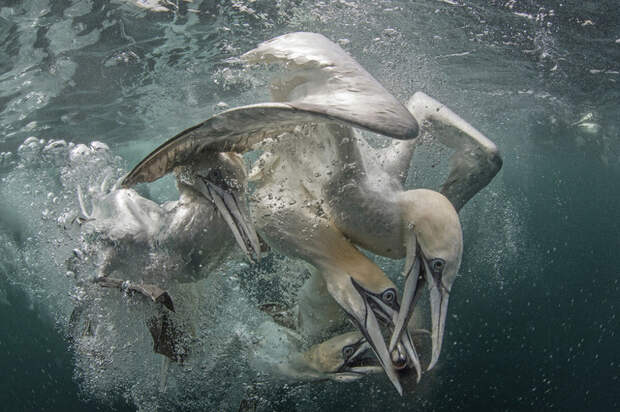 Бакланы на рыбалке. Автор: Ричард Шаксмит (Richard Shucksmith) Underwater Photographer of the Year, животные, под водой, фото