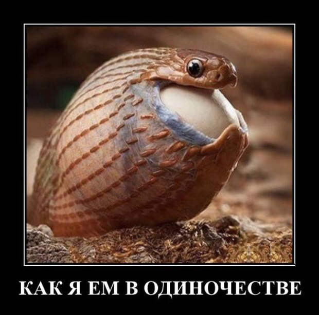 изображение: Как я ем в одиночестве #Котоматрицы