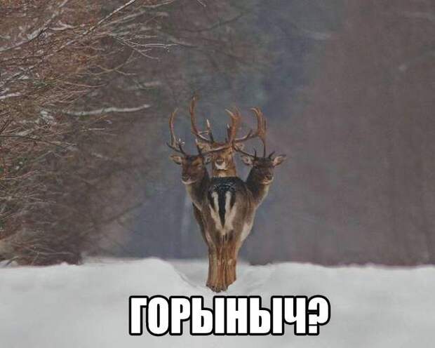 Забавные картинки с надписями для настроения (10 фото)