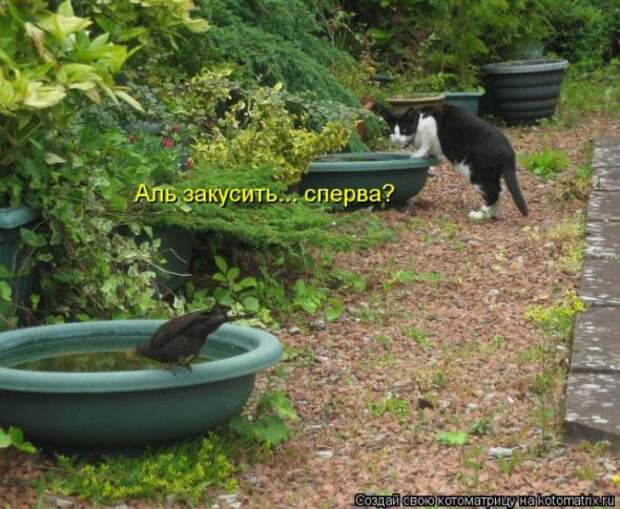Котоматрицы(картинки с надписями)