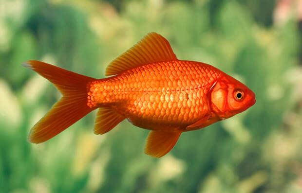 На самом деле золотые рыбки намного умнее, чем мы думаем. /Фото: blog.tetra.net