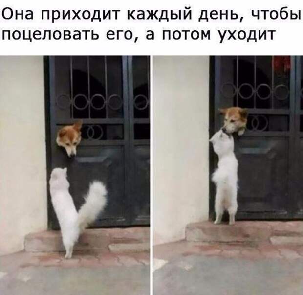 Смешные картинки с подписями (20 картинок)